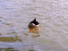 -五缘湾湿地公园