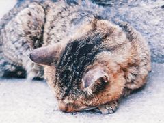 -海边的猫和咖啡馆