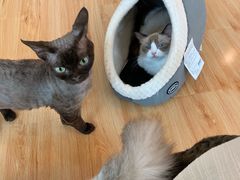 -momokira米努特·德文卷毛猫·棉花面纱犬