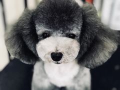 -多卡布奇宠物生活馆(上林世家店)