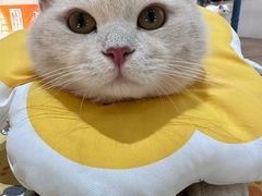 -COLOR PETS 撸猫馆·购猫·猫咖(长风大悦城店)