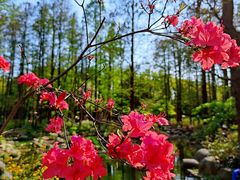 -上海共青森林公园