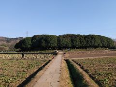 -八卦田遗址公园