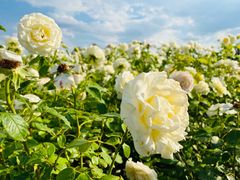 -廊坊文化艺术中心