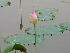 -三圣花乡旅游区