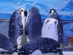 -大连老虎滩海洋公园