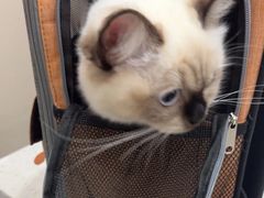 -瑞鹏宠物医院·普外科·影像科·皮肤科(城市山谷分院)