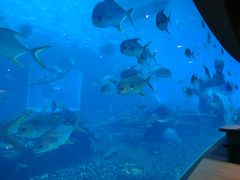 -海棠湾洲际-涛·海底餐厅·美人鱼·自助餐·海底隧道