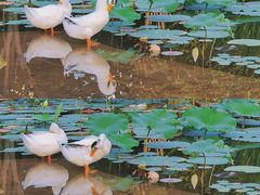 -木塔寺遗址生态公园