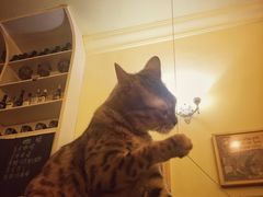 -猫色咖啡·猫咖