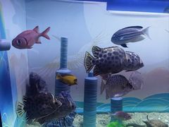 -烟台海昌鲸鲨海洋公园