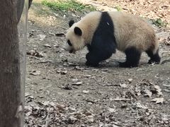 -都江堰中华大熊猫苑