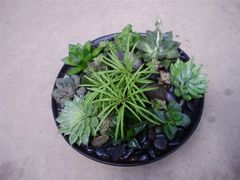 -荷兰布尔玛国际花艺学院