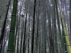-蜀南竹海景区