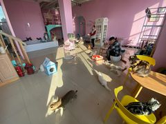 -70cat德文卷毛猫·缅因猫纯种猫舍