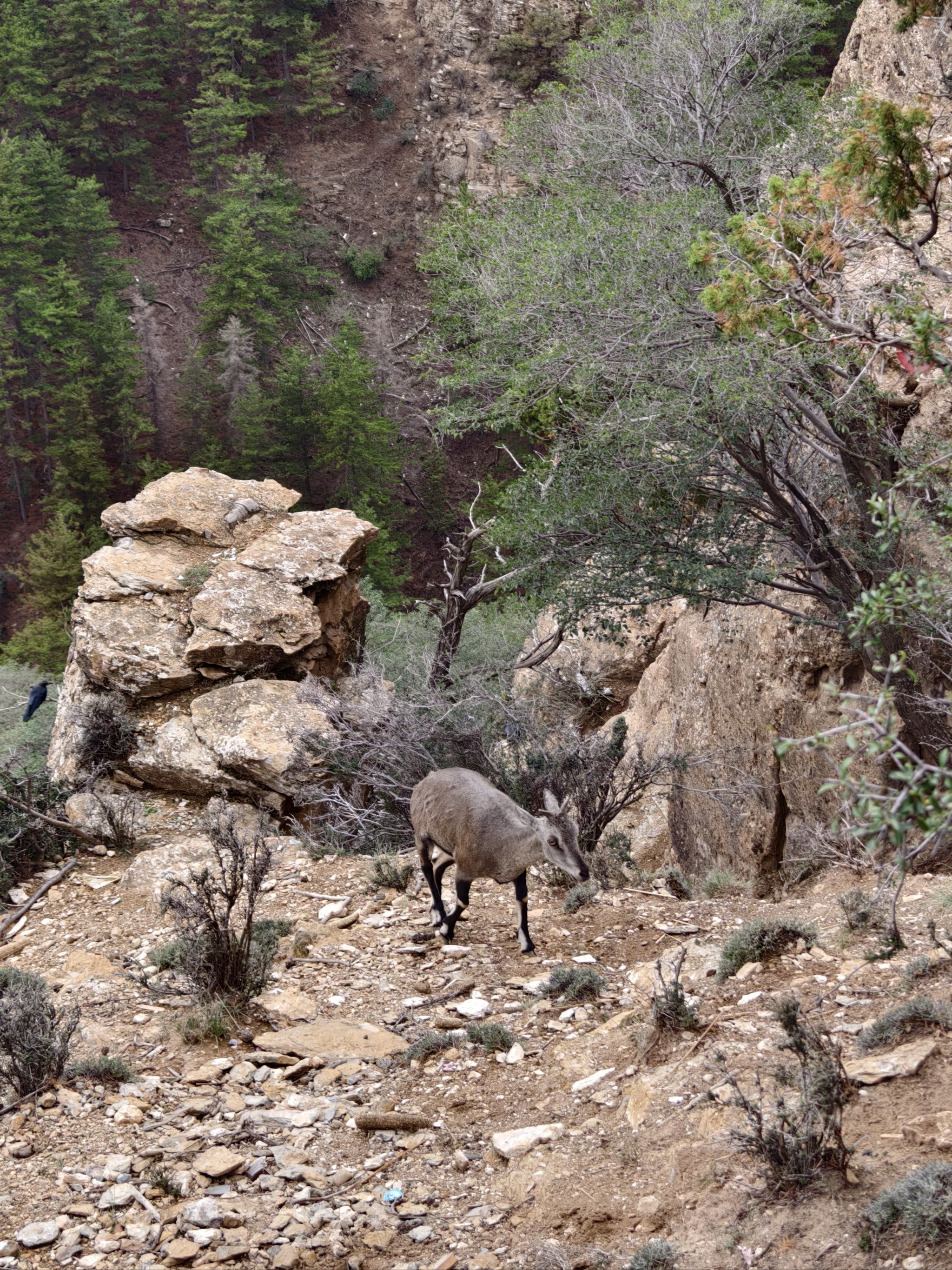 贺兰山上的精灵·岩羊