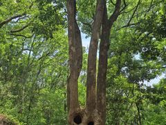 -上海佘山国家森林公园天马山园