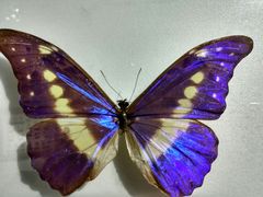 -上海昆虫博物馆