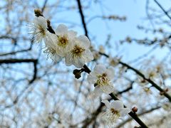 -广州市流溪河国家森林公园