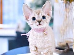 -70cat德文卷毛猫·缅因猫纯种猫舍