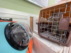 -瑞鹏宠物医院·夜间急症·心超·猫科(祖庙分店)