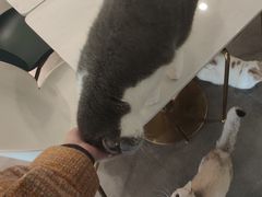 -飞行喵MR PILOT|猫舍·猫咖(静安大融城店)