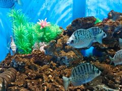 -洛阳龙门海洋馆