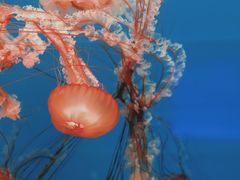 -多彩贵州城极地海洋世界