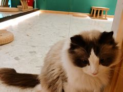 -飞行喵MR PILOT|猫舍·猫咖(静安大融城店)