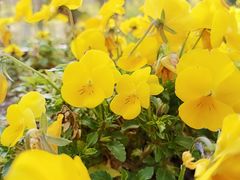 -合肥滨湖国家森林公园