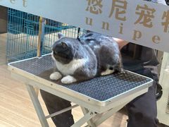 -悠尼宠物·独立低压伊珊娜洗护·美容·寄养(兰谷路店)