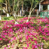 崇州～竹艺村