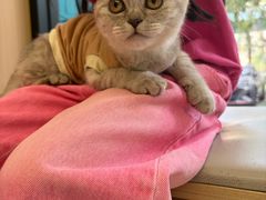 -瑞派康怡24h宠物医院·犬猫医疗中心·微创绝育(瑞景分院)