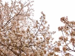 -武汉大学-樱园