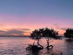 -宝安西湾红树林湿地公园