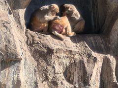 -青藏高原野生动物园