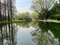 -上海共青森林公园