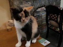 -猫色咖啡·猫咖