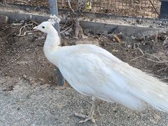 -新疆天山野生动物园