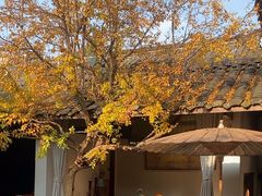 -古今茶语·峨眉山有机茶体验馆