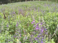 -松山湖梦幻百花洲