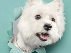 -萌宠之家·腊肠犬·马尔泰·小体犬舍