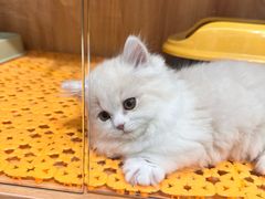 -欣宠猫屋·矮脚拿破仑·蓝金金渐层