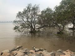 -宝安西湾红树林湿地公园