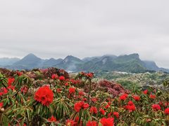 -贵州百里杜鹃风景名胜区