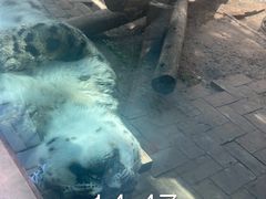 -青藏高原野生动物园
