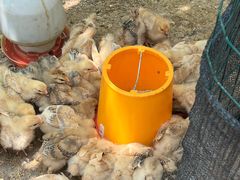 -马陆小张葡萄园农家乐