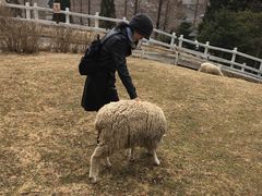 -神户市立六甲山牧场