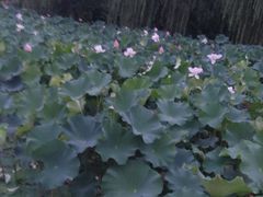-荆川公园