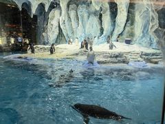 -帝企鹅自助餐厅•儿童岛•真企鹅(长隆企鹅酒店)